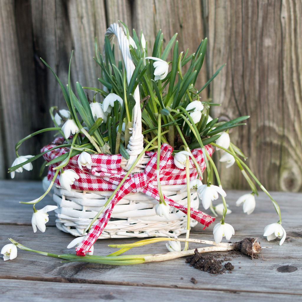 Нежные белые весенние цветы подснежники в корзине