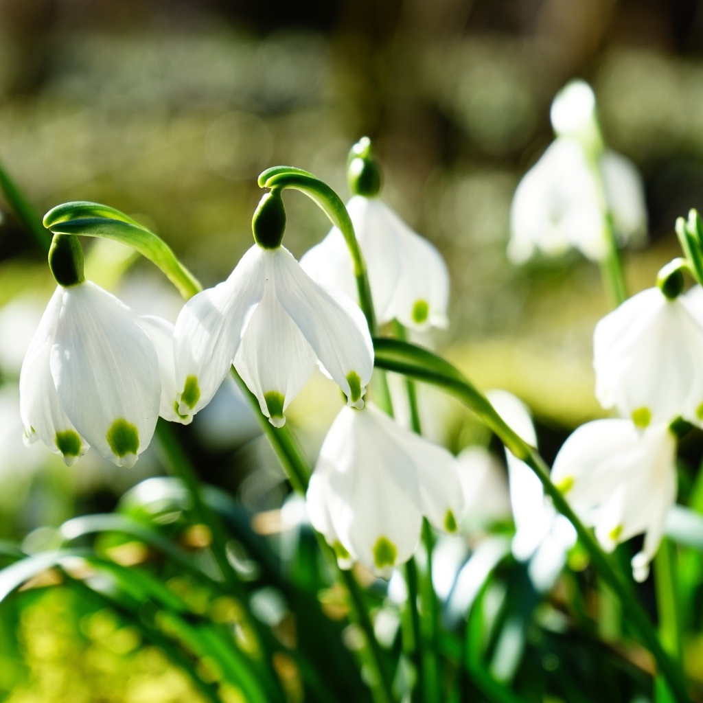 Нежные белые весенние первоцветы подснежники