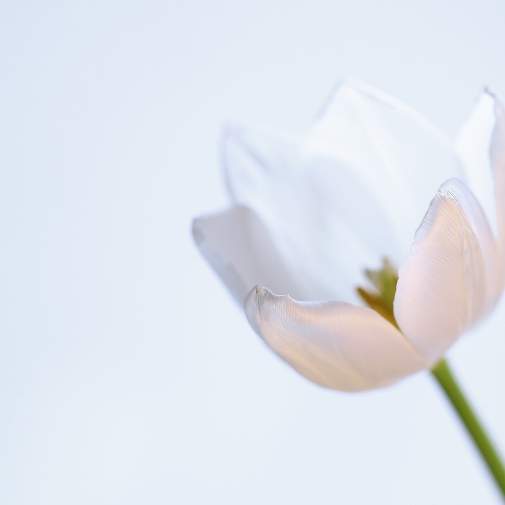 Нежный белый тюльпан на сером фоне