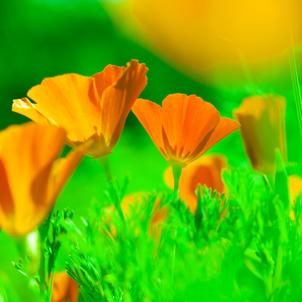 Нежные желтые цветы эшшольция