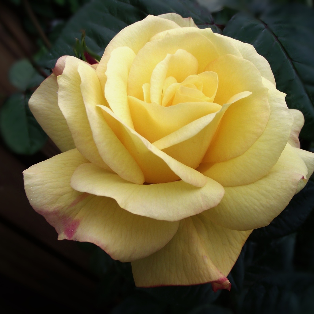 Нежная желтая роза крупным планом