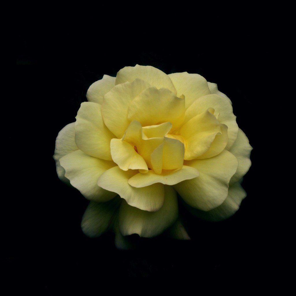 Нежная желтая роза на черном фоне