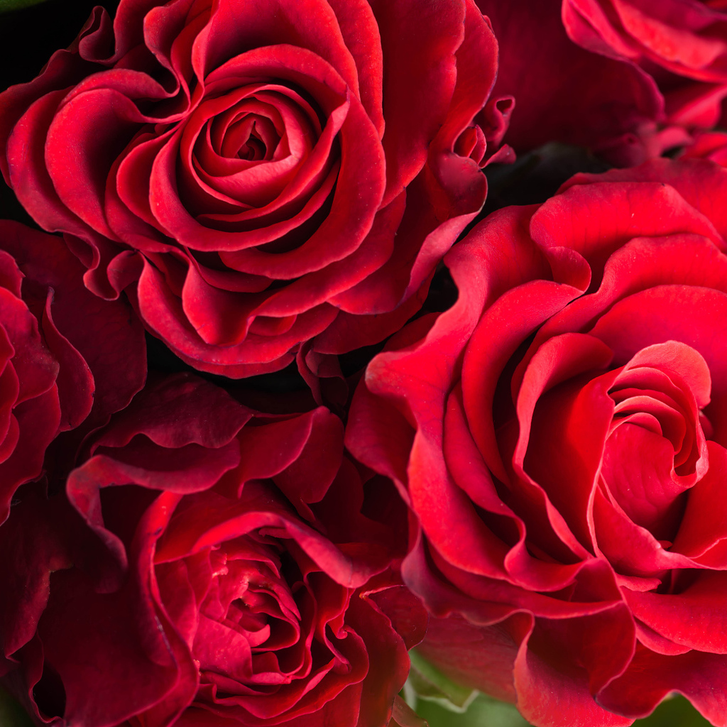 Шикарные красные розы крупным планом