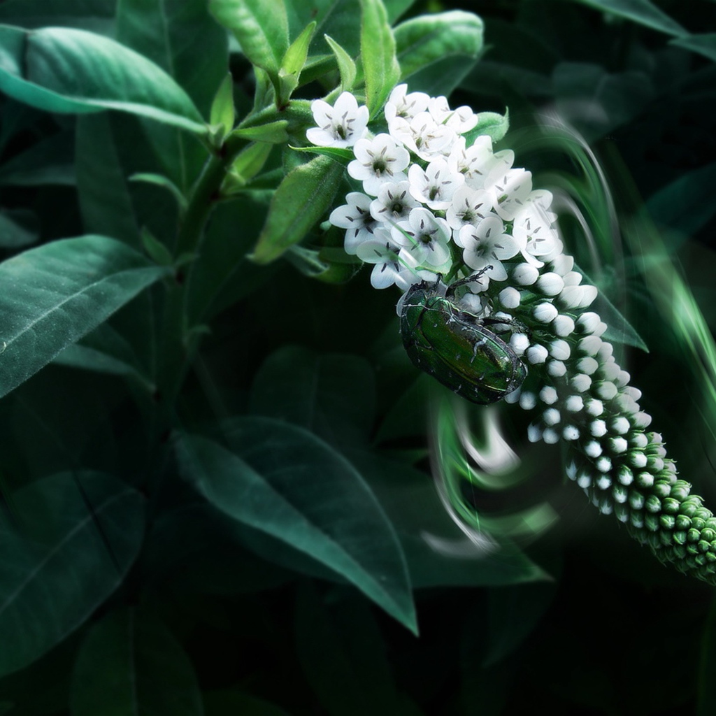 Экзотический белый цветок Буддлея Давида