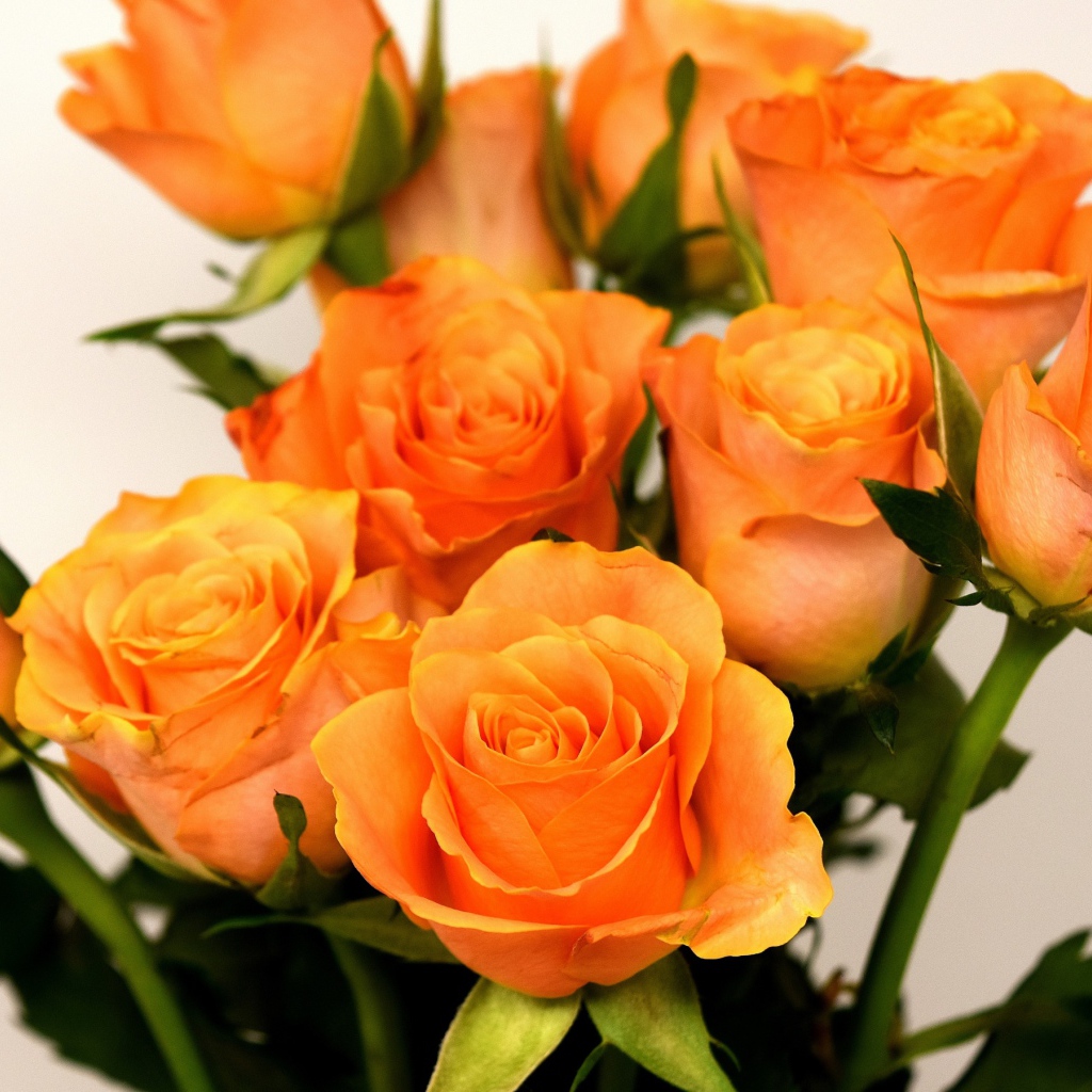 Праздничный букет оранжевых роз на сером фоне