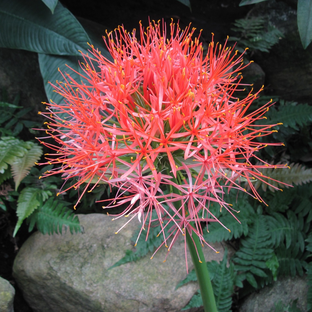 Мелкие розовые цветы папоротника