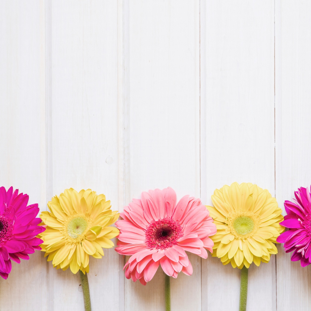 Пять разноцветных гербер на столе