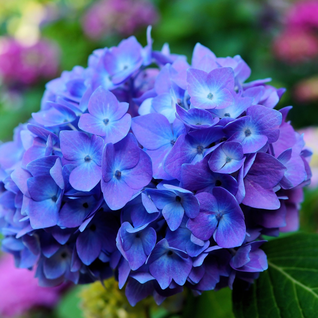 Цветок гортензии крупным планом