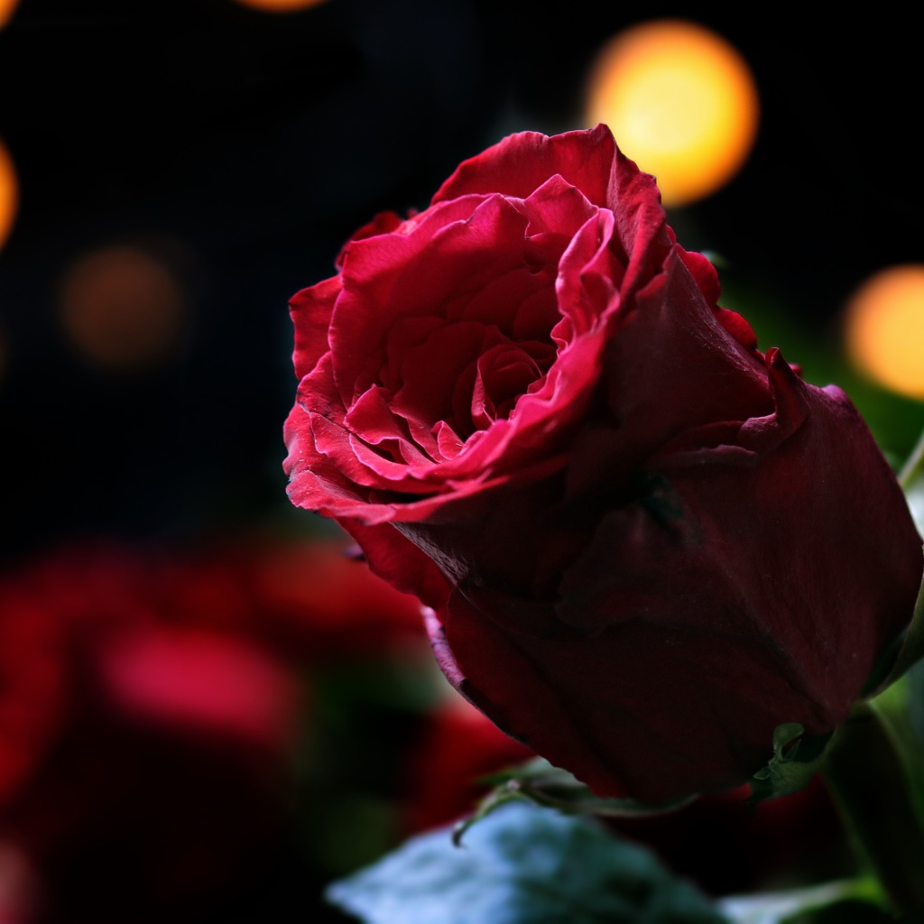 Цветок красивой красной розы крупным планом