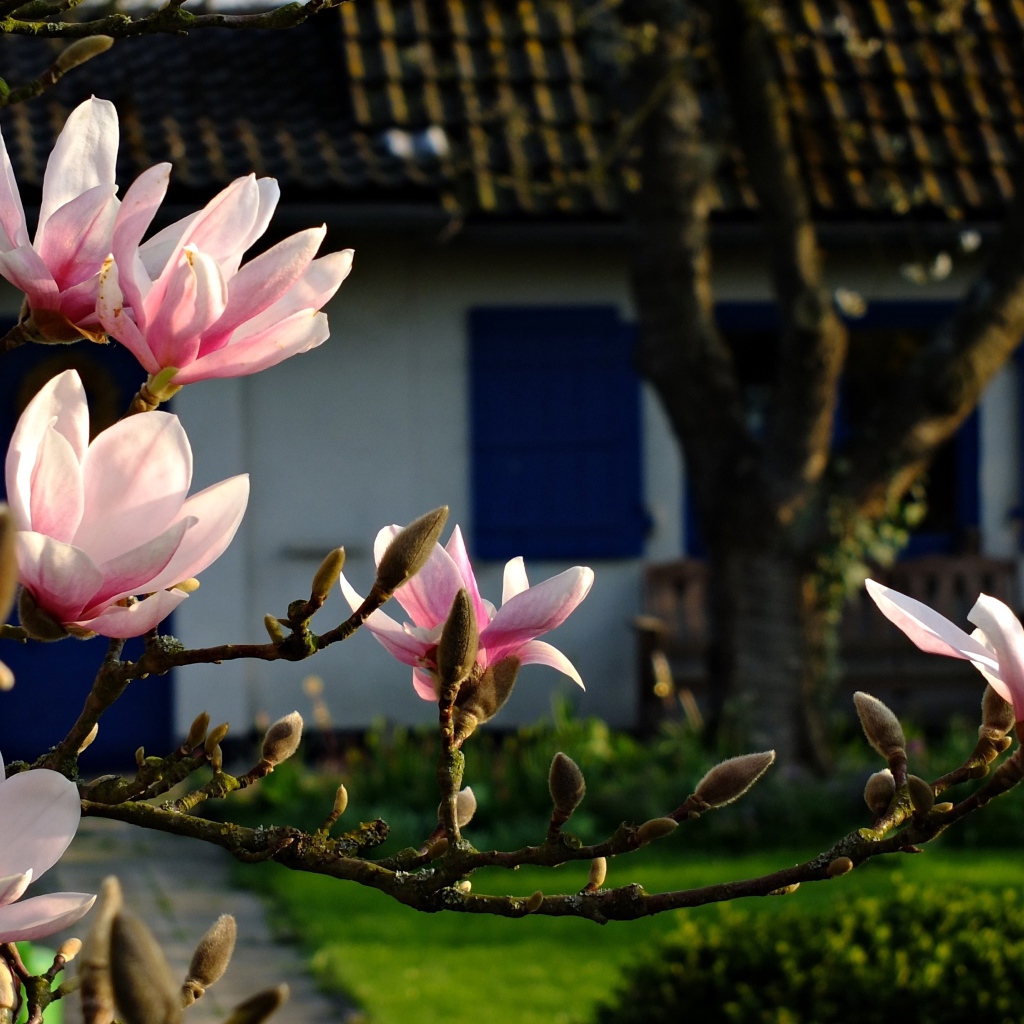 Цветущая ветка магнолии