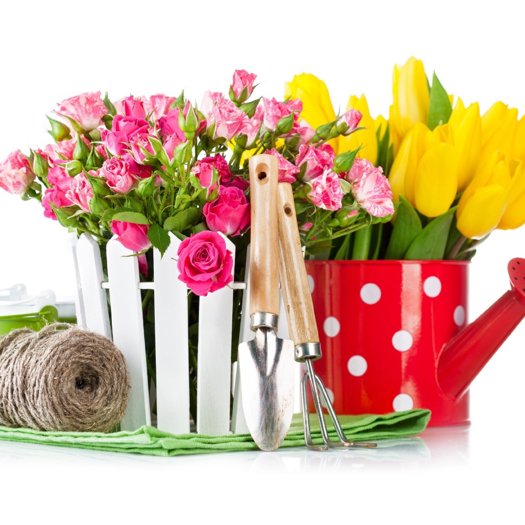 Цветы розовой розы и тюльпаны на белом фоне с садовыми инструментами