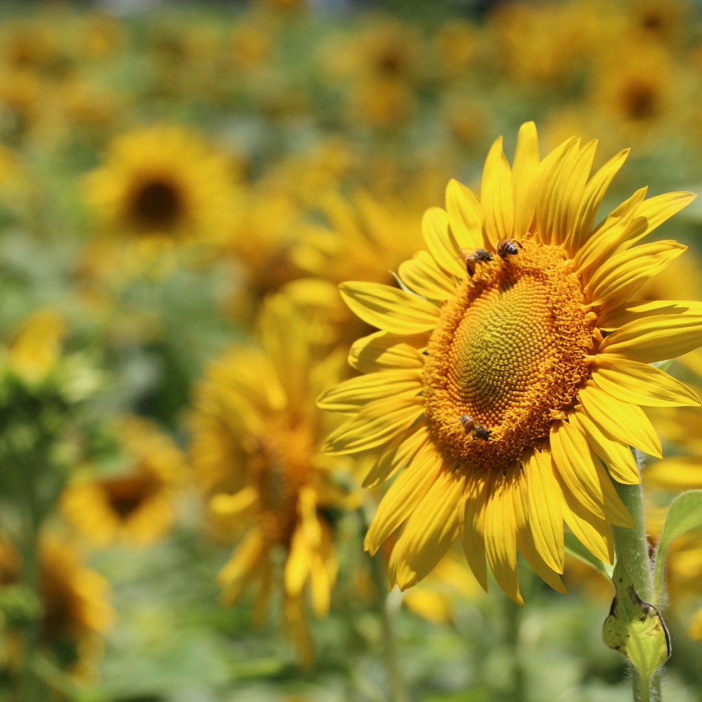 Цветы подсолнуха с пчелами на поле