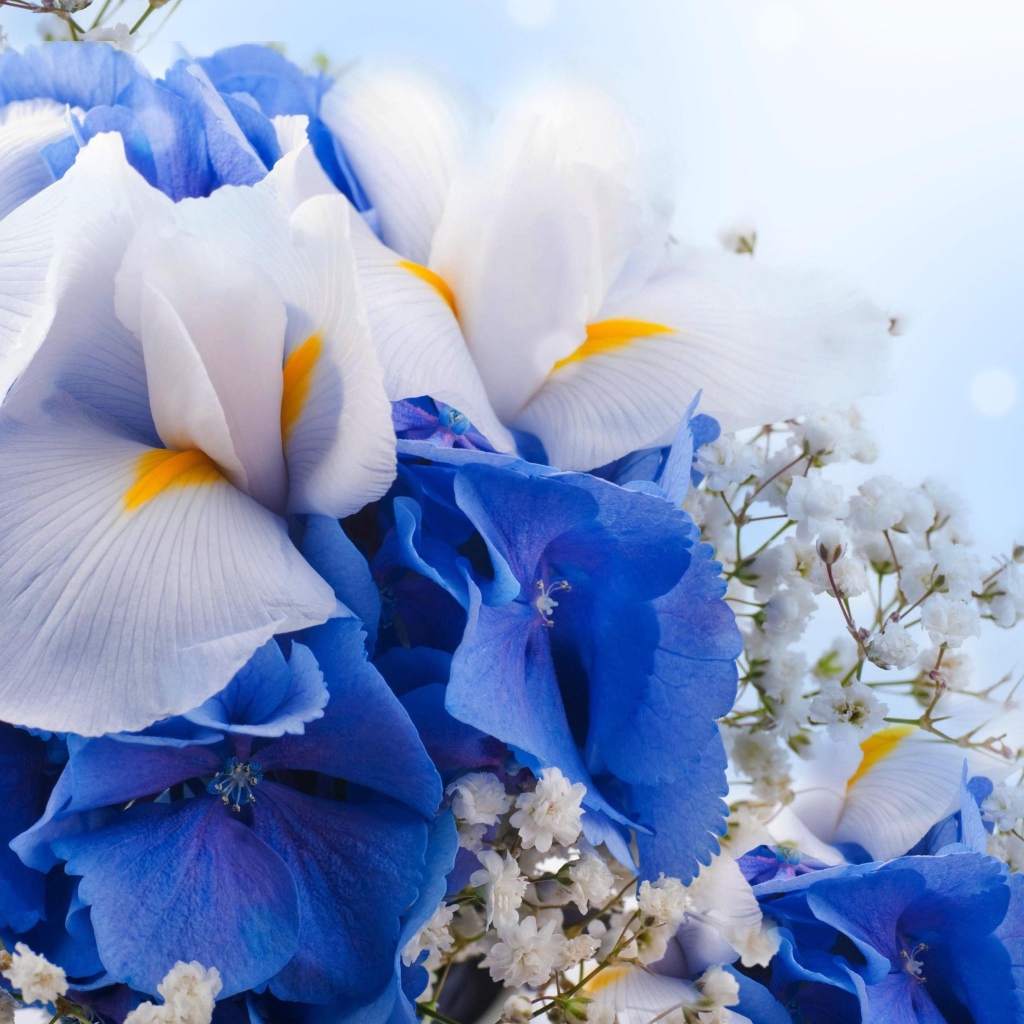 Цветы ириса, гортензии и гипсофилы крупным планом