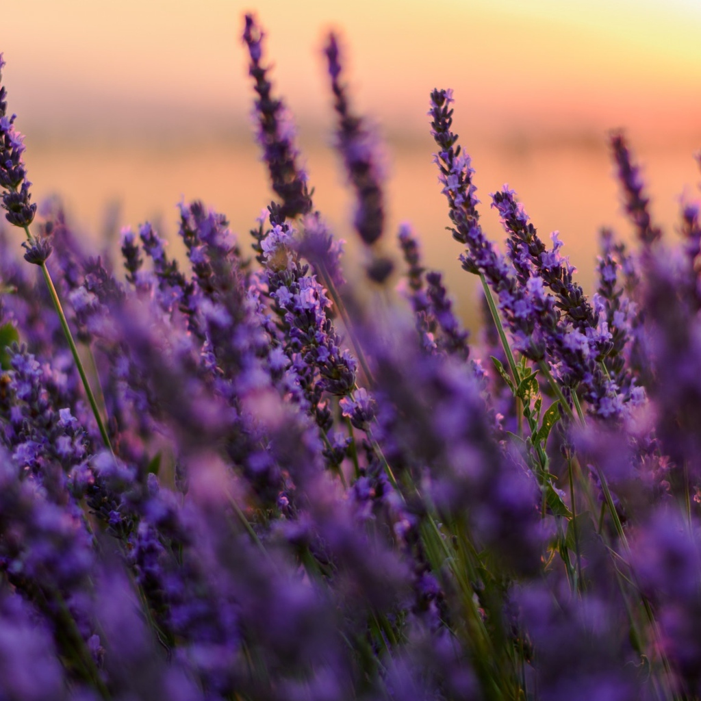 Цветы сиреневой лаванды на закате 
