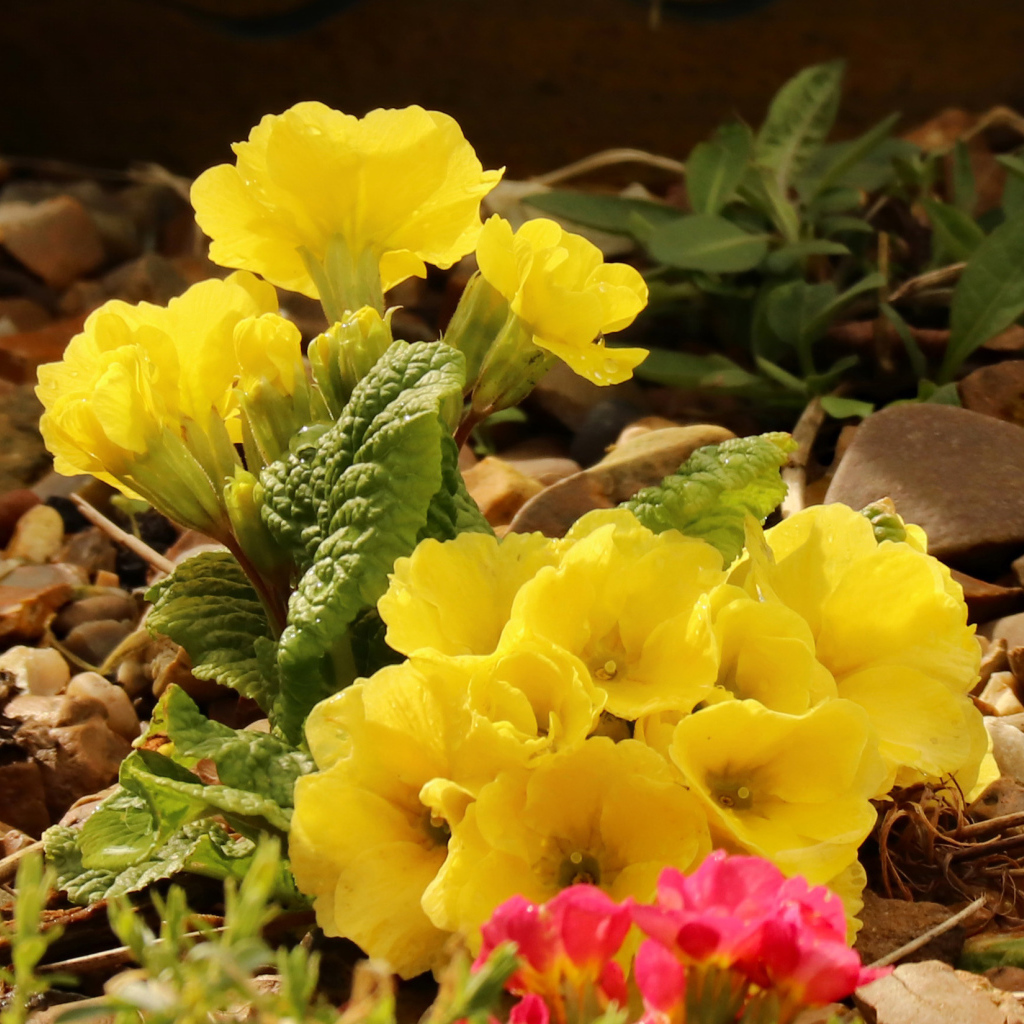 Цветы желтой примулы на камнях 