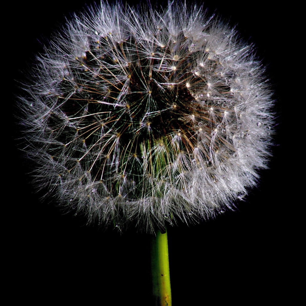 Пушистый белый одуванчик на черном фоне
