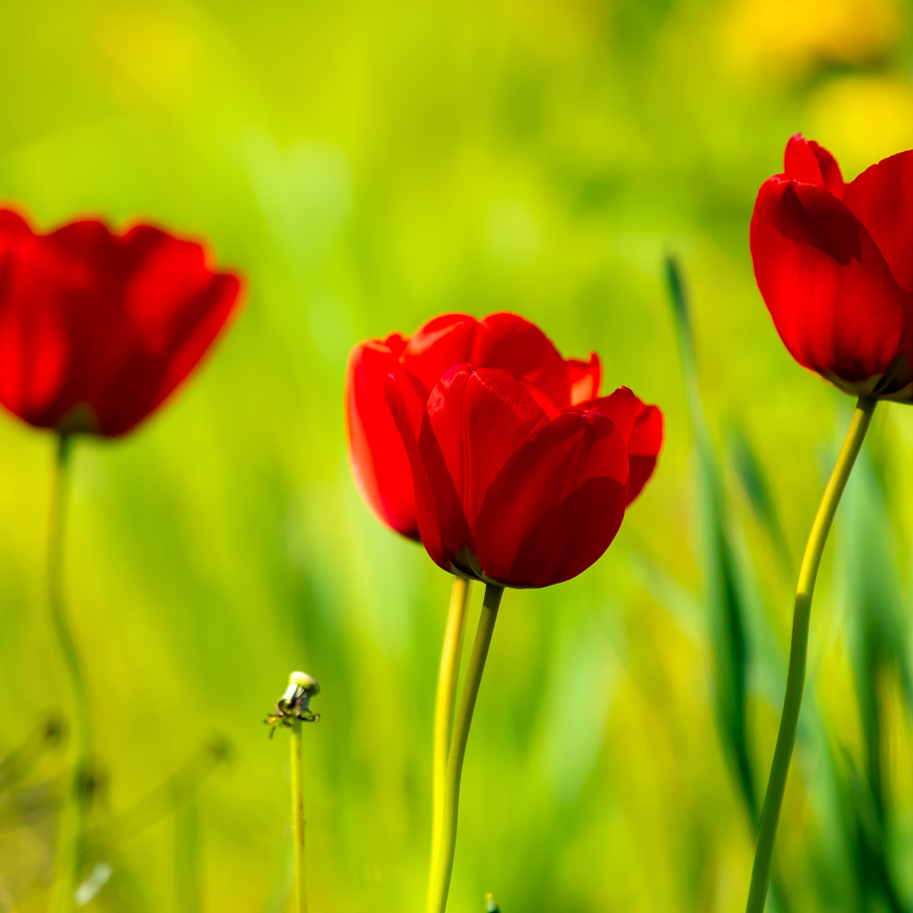 Четыре красных тюльпана в лучах солнца 