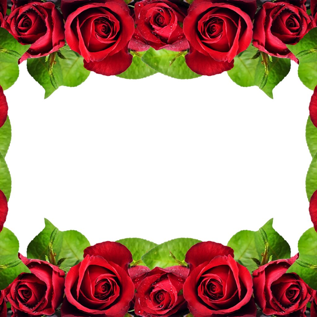 Рамка из красных роз на белом фоне