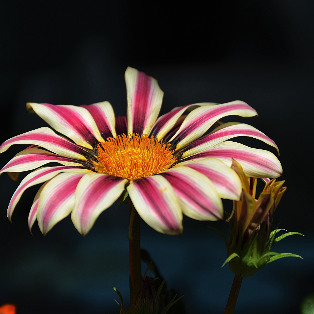 Газания крупным планом на черном фоне