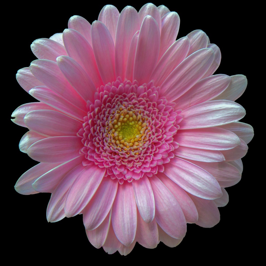 Нежная розовая гербера на черном фоне