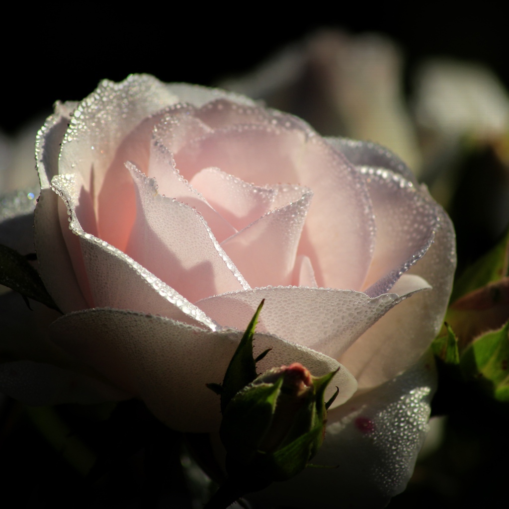 Нежно розовая роза с бутонами в каплях росы