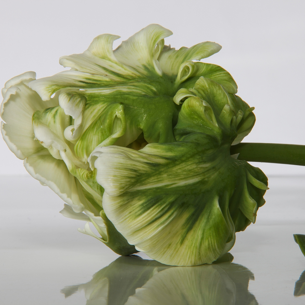 Зеленый с белым тюльпан крупным планом