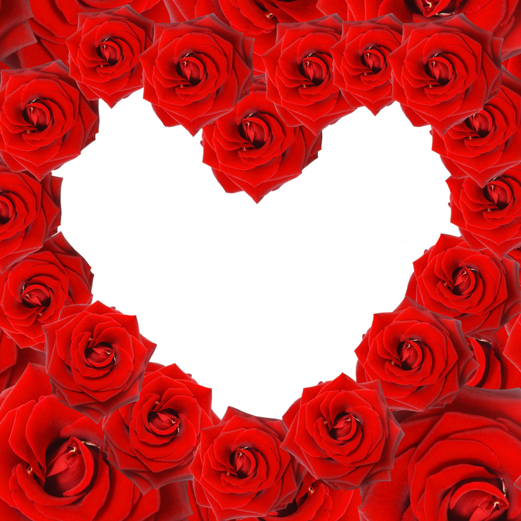 Сердце из красных роз на белом фоне