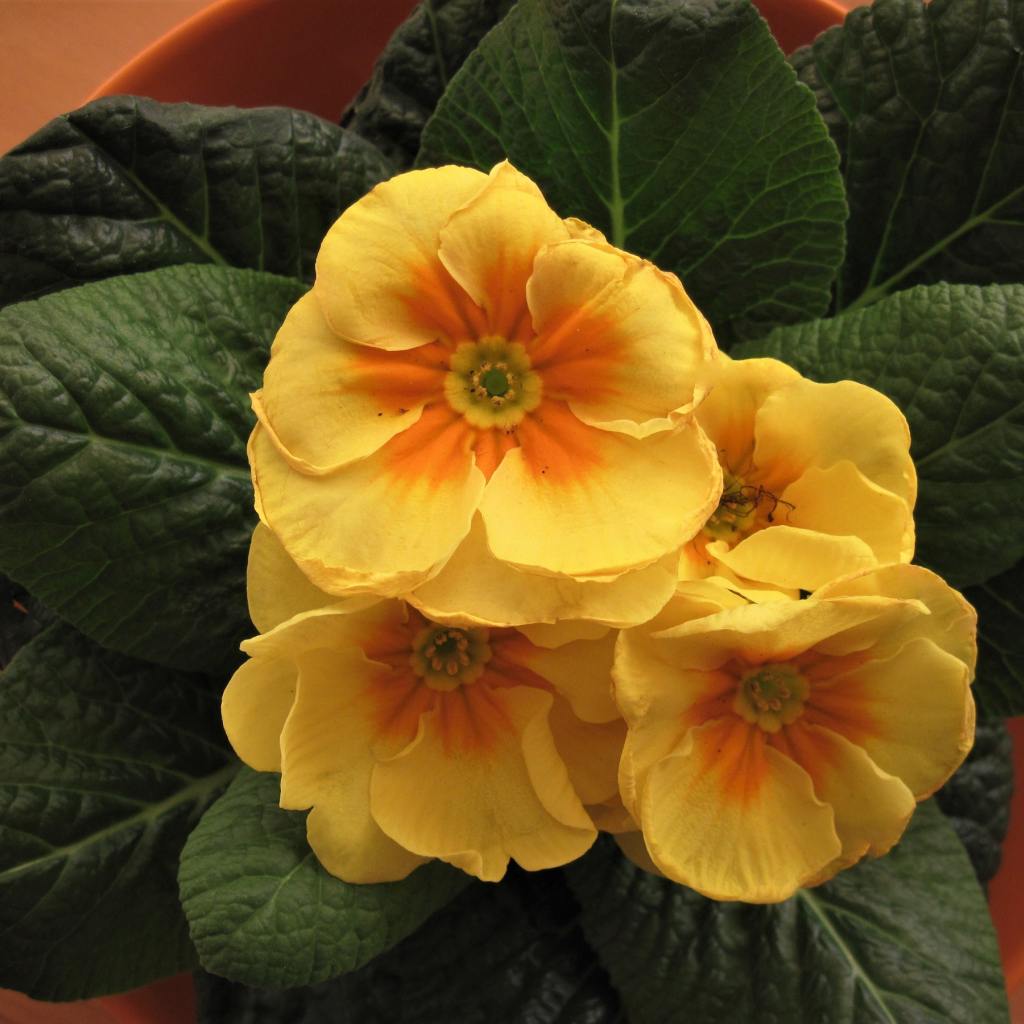 Комнатный цветок примула с желтыми цветами 