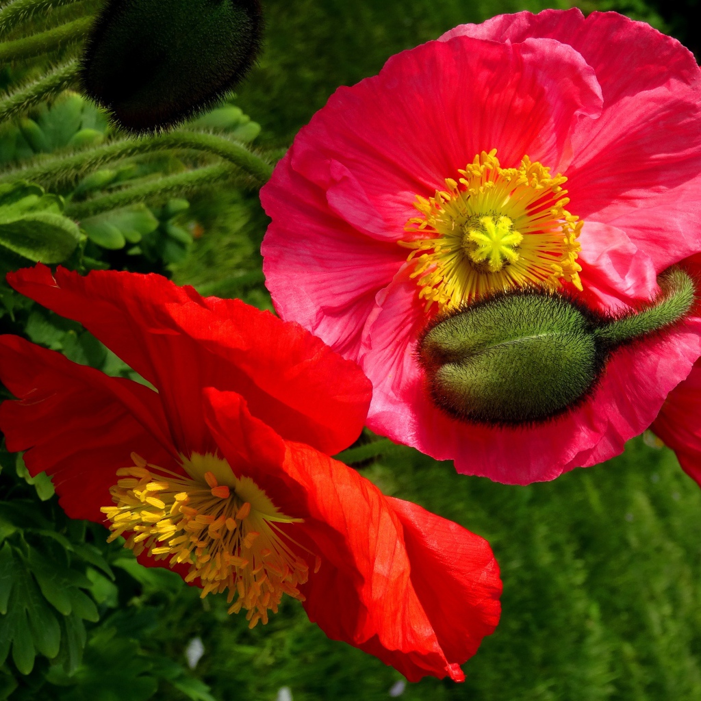 Большие красивые декоративные маки с бутонами