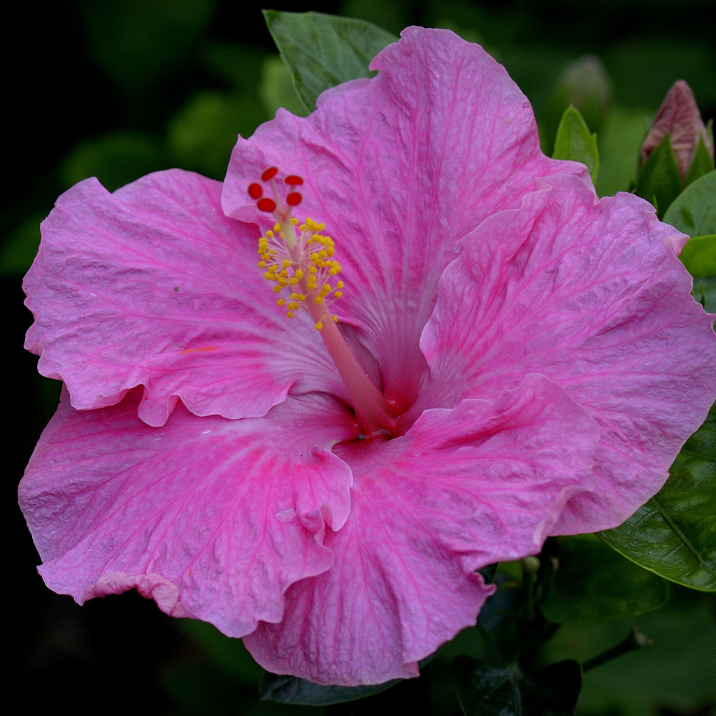 Большой красивый розовый цветок гибискуса