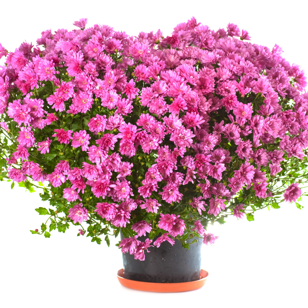 Большой букет розовых хризантем в горшке на белом фоне