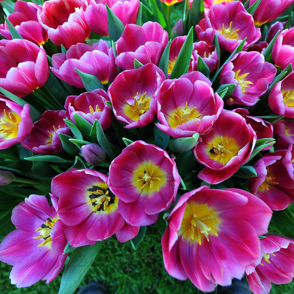 Большой букет розовых тюльпанов, вид сверху