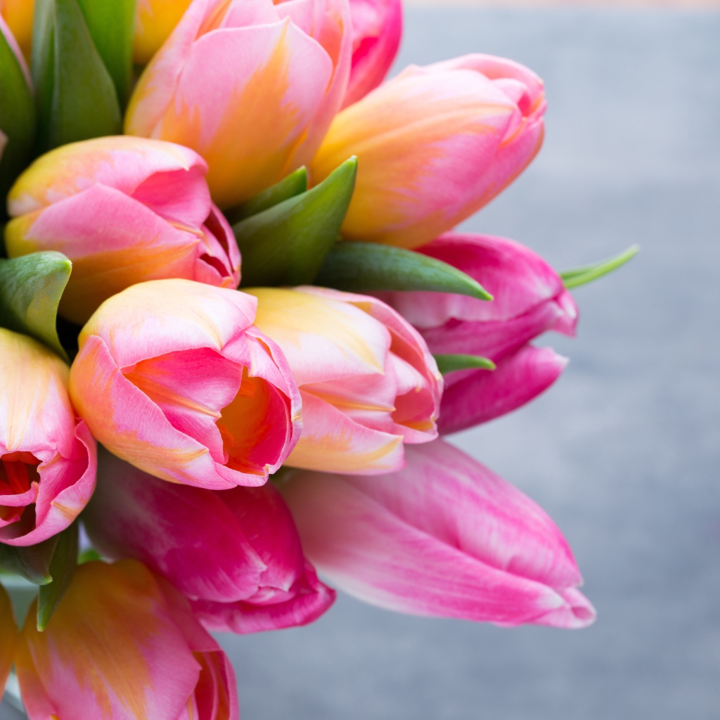 Большой букет розовых тюльпанов на сером фоне крупным планом