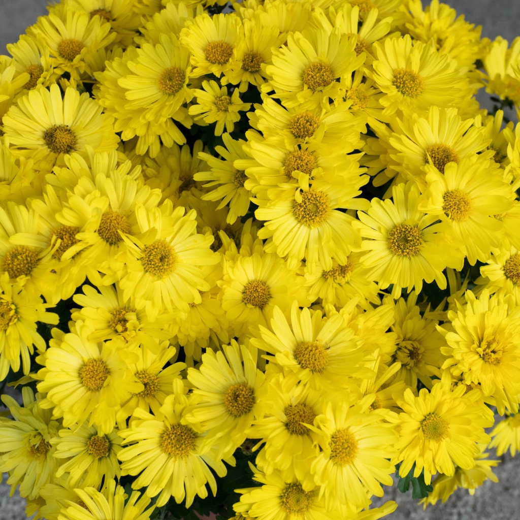 Большой букет желтых цветов хризантемы
