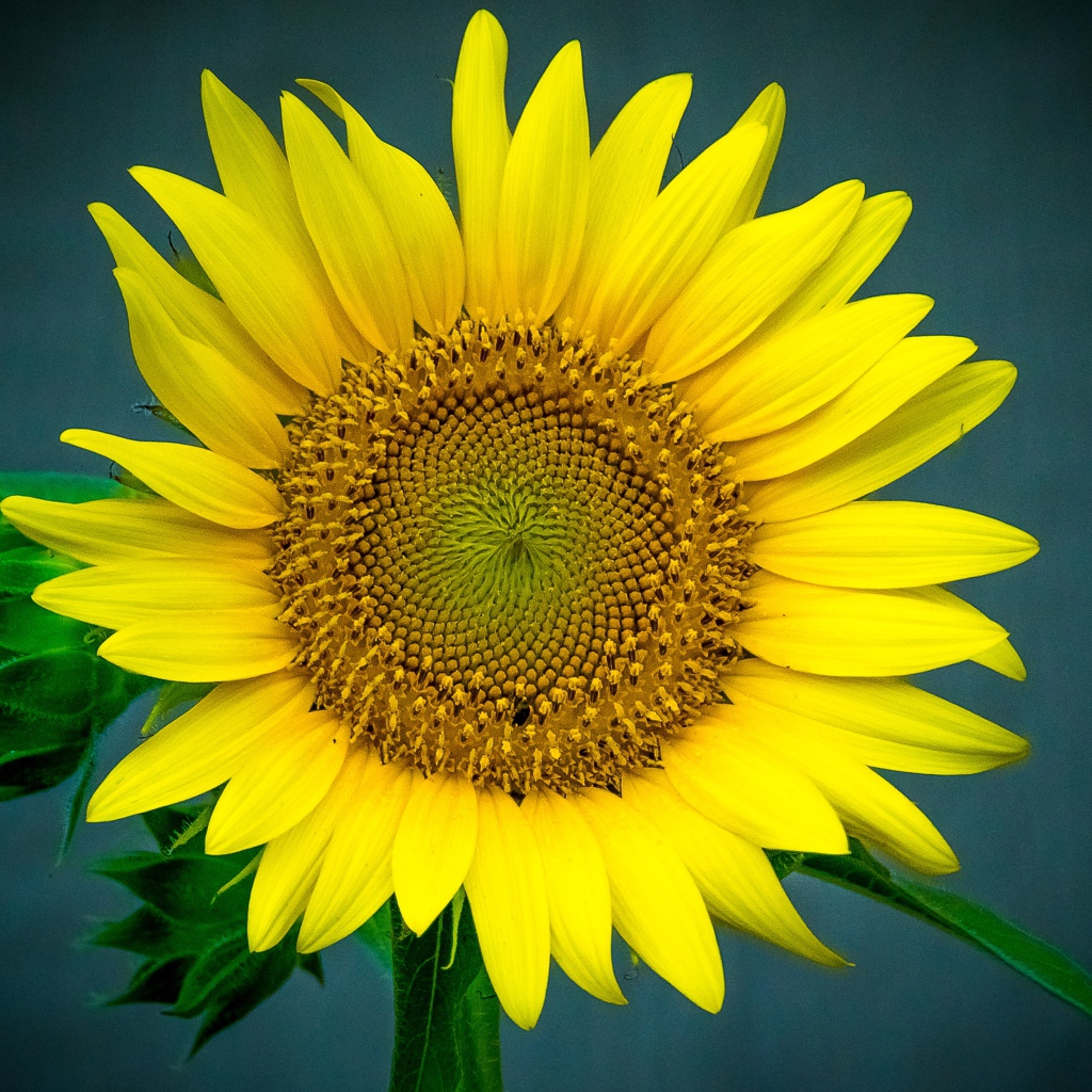 Большой цветок подсолнуха крупным планом