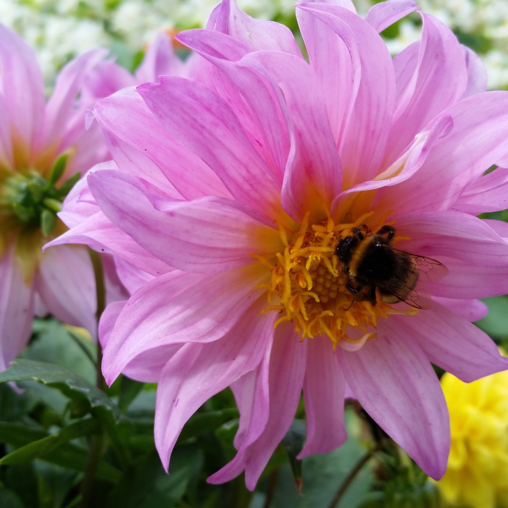 Крупные сиреневые георгины на клумбе