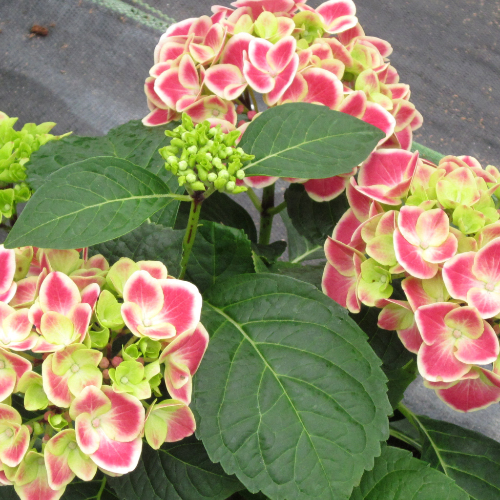 Большие розовые цветы гортензия