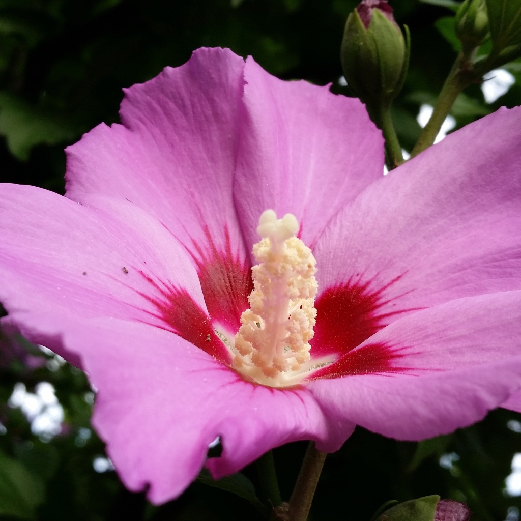 Большой розовый цветок гибискуса с бутоном