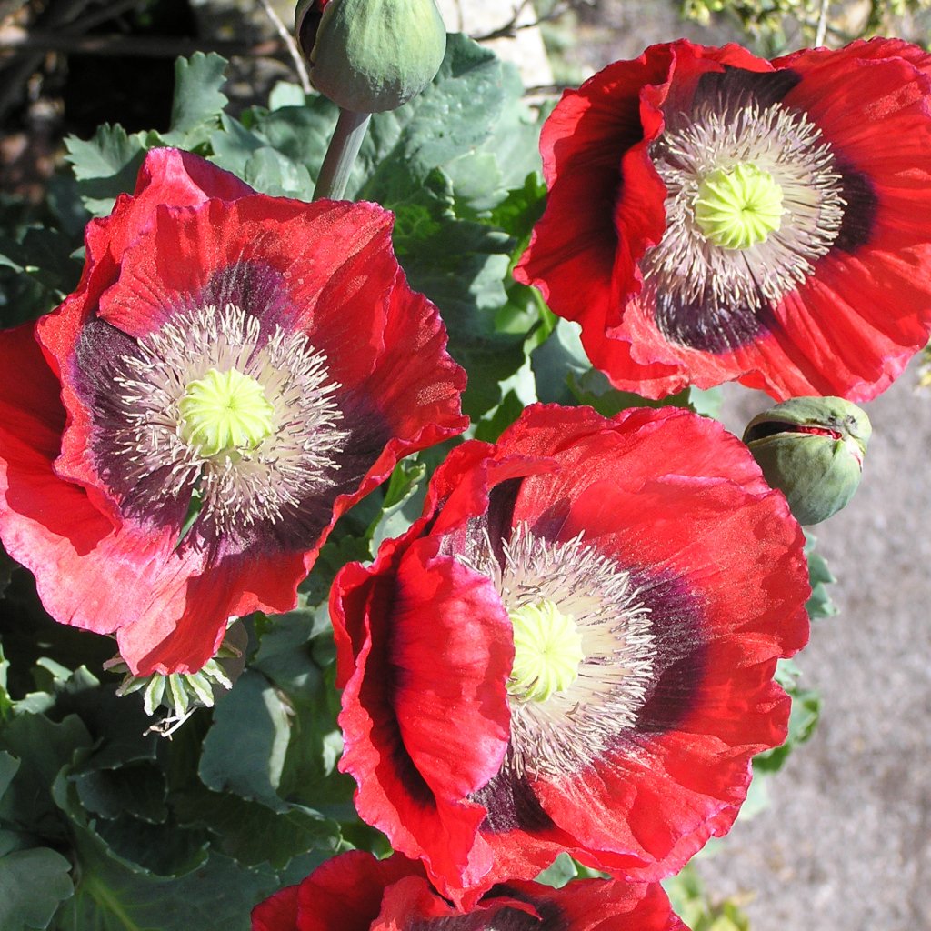 Большие красные маки крупным планом