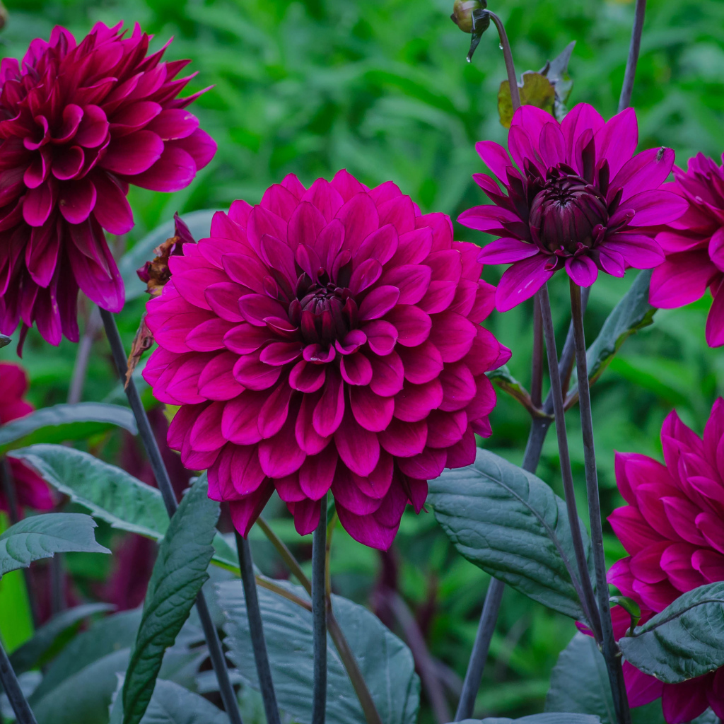 Сиреневые георгины с бутонами на клумбе 