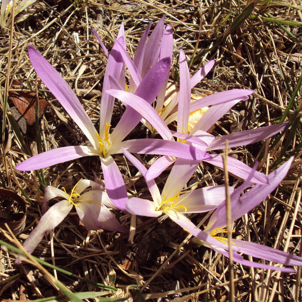 Сиреневые цветы крокуса распустились весной