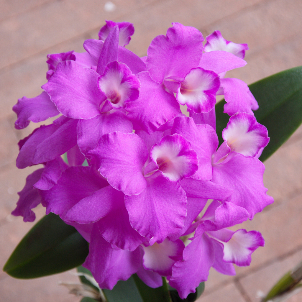 Сиреневые цветы орхидеи крупным планом