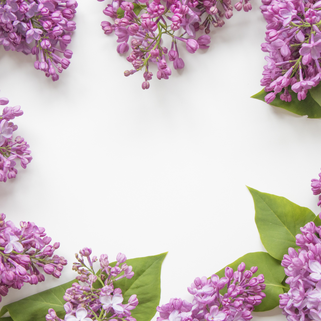 Lilac flowers on a gray background
