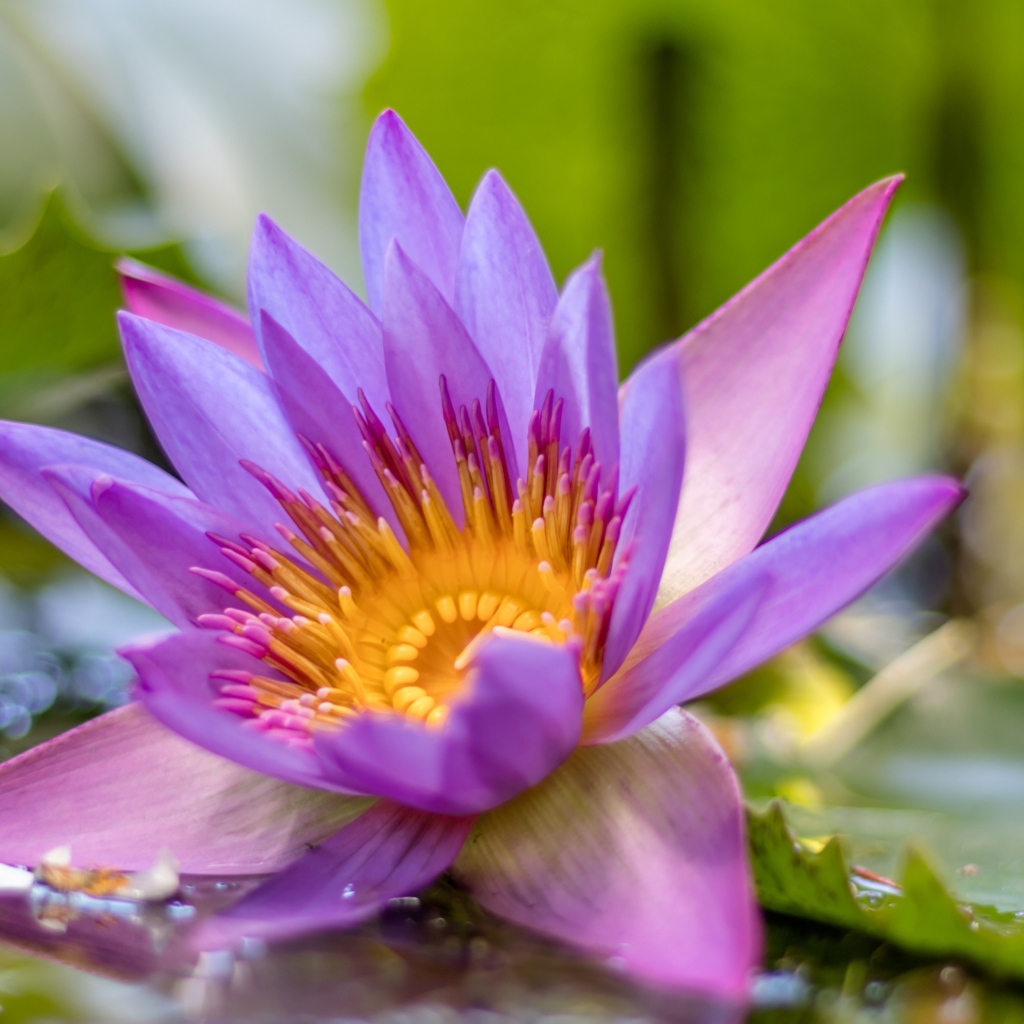 Сиреневый цветок лотоса в воде