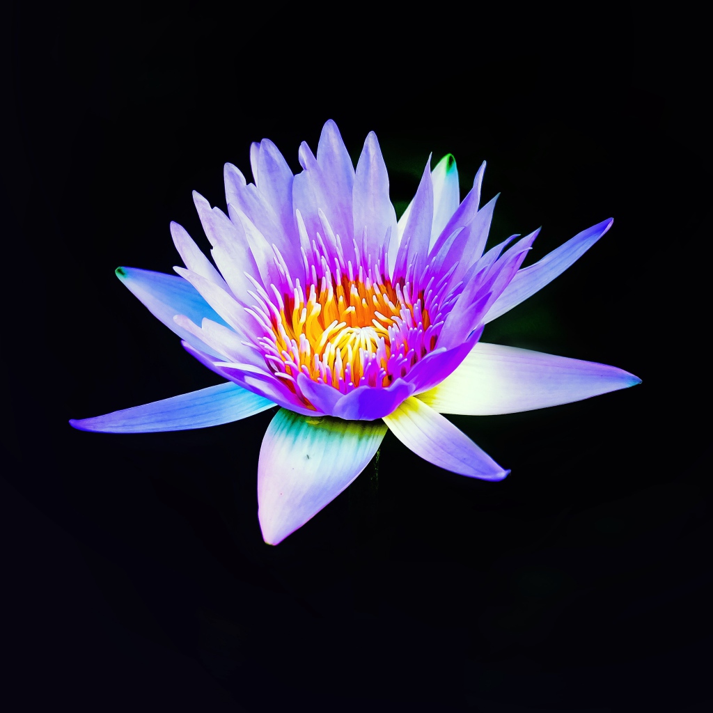 Цветок сиреневого лотоса на черном фоне крупным планом