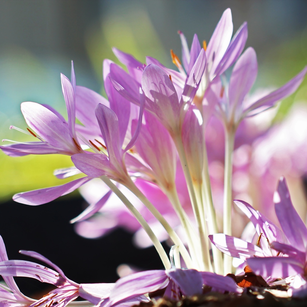 Сиреневые нежные весенние цветы крокусы крупным планом