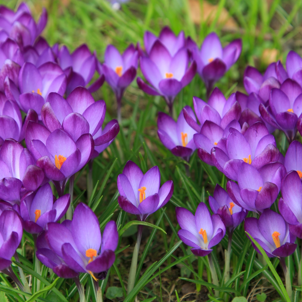 Сиреневые нежные весенние цветы крокусы