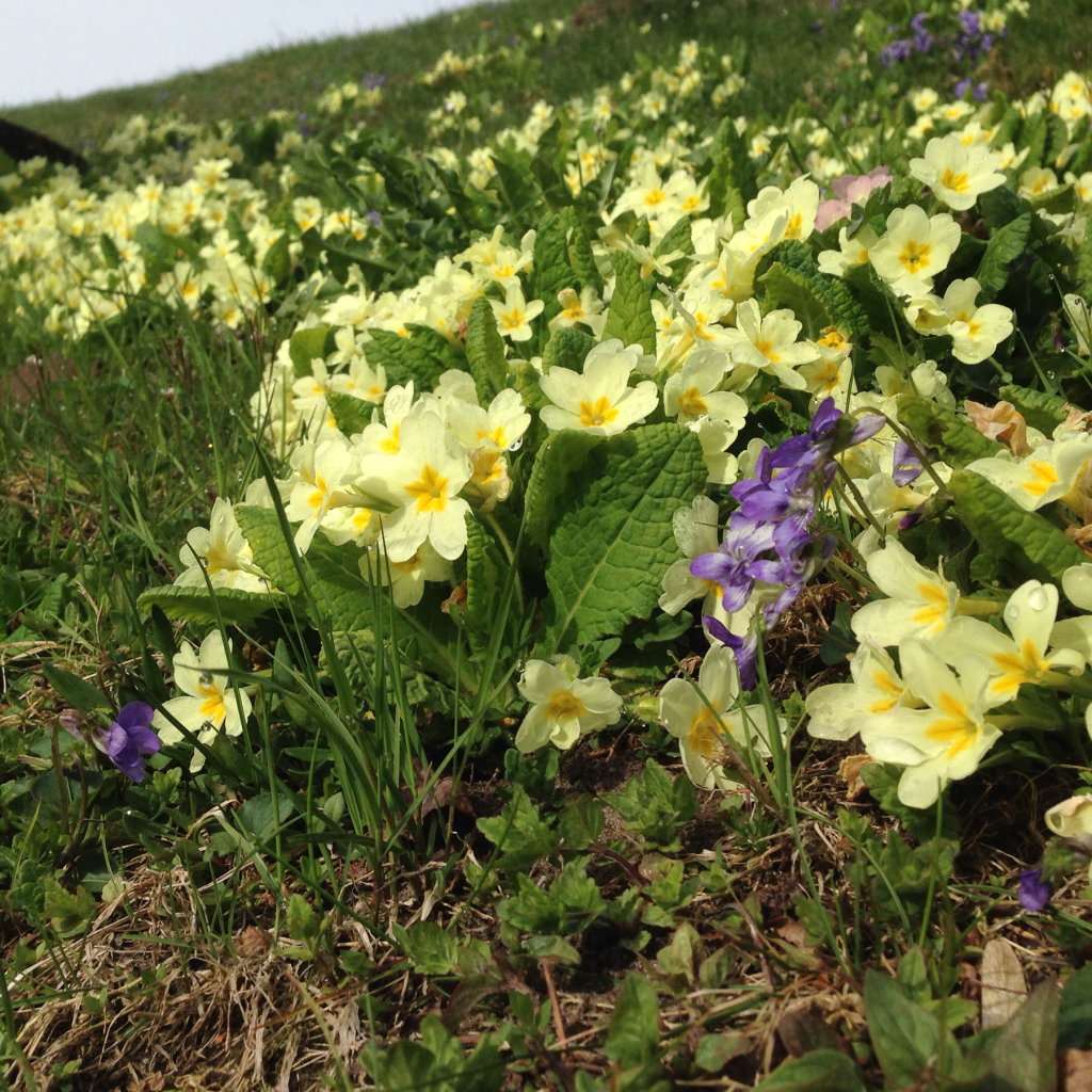 Маленькие первоцветы желтые цветы примулы