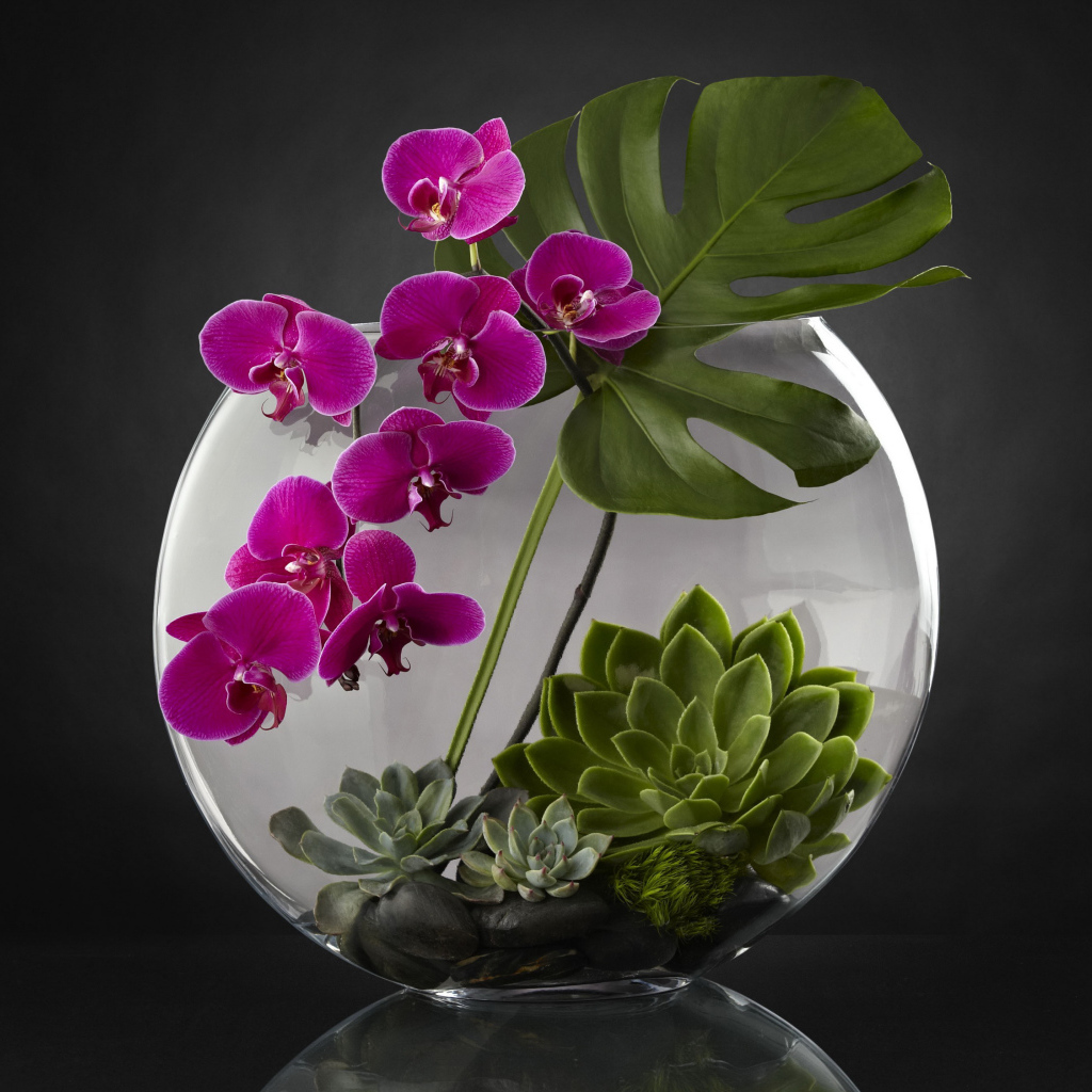 Живой аквариум с цветами орхидеи на сером фоне