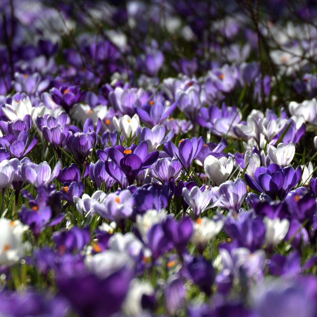 Много красивых разноцветных крокусов